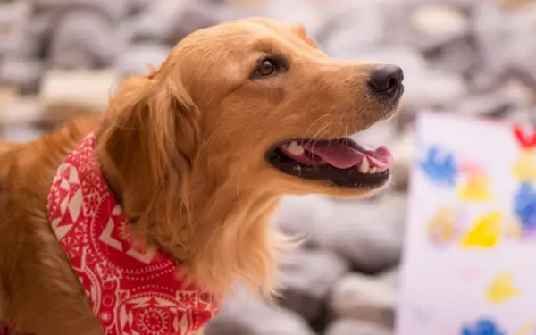 cane adulto golden retriever con una bandana rossa