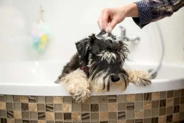 fare il bagno al cane schnauzer nano