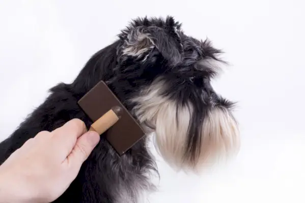 mani femminili che spazzolano il cane schnauzer nano con una spazzola più liscia