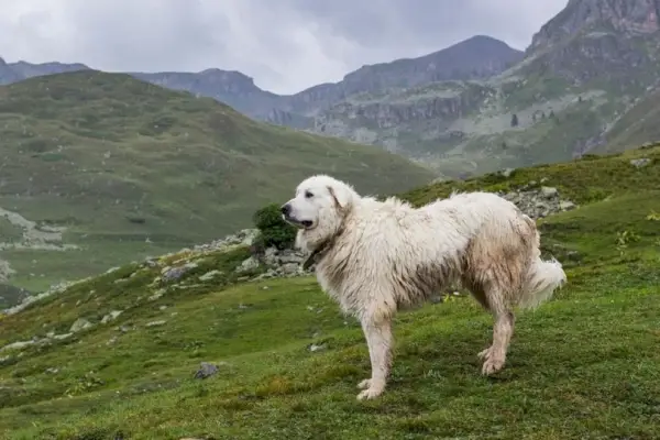 Grandes Pyrénées en montagne