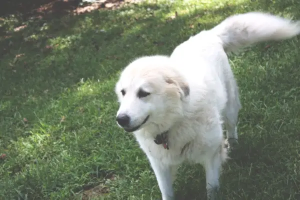 grand chien des Pyrénées dans l'herbe