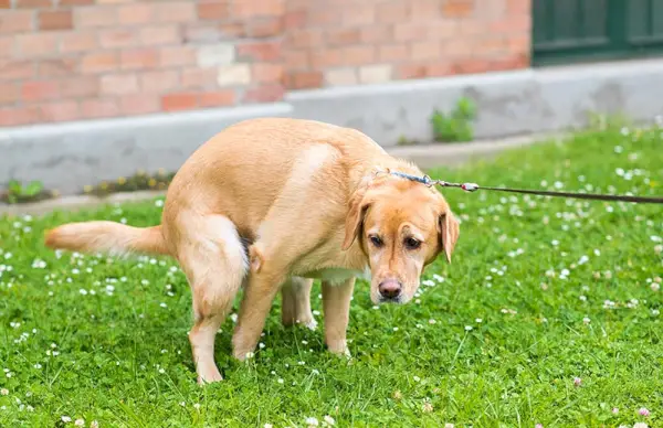 Caca de gos Labrador retriever al parc verd