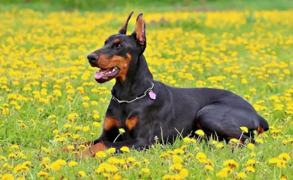 Dobermann sitzt auf Blumen