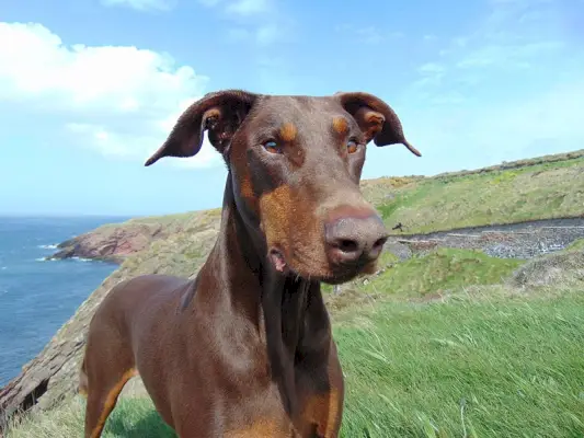 Roter und rostiger Dobermann-Pinscher-Hund im Berg