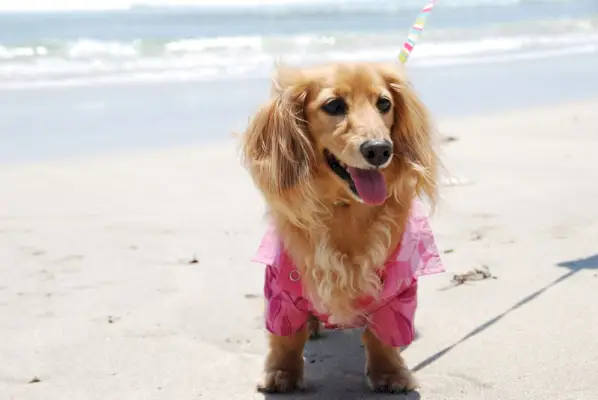 suns aloha kreklā pludmalē vasaras dienā