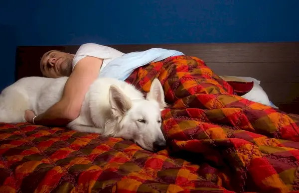 човек мази белог пса док спава