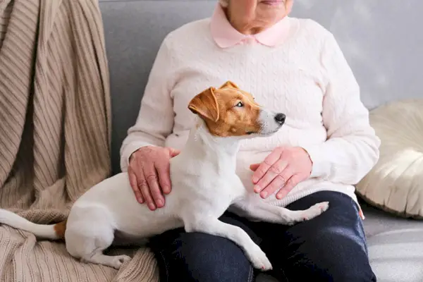 Emotionaalinen tukikoira iäkkään naisen kanssa