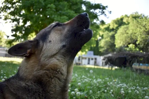 schäferhund ylande i ett fält av blommor