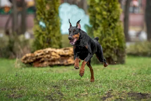 doberman adult corrent