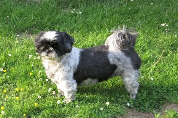 Shih Tzu