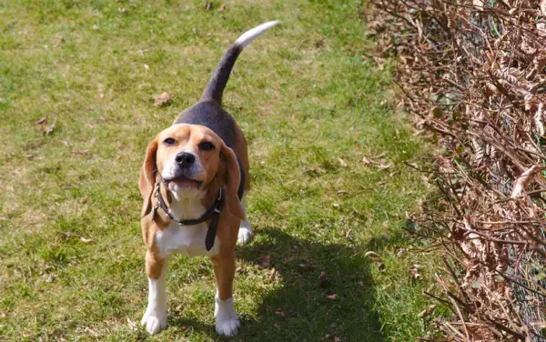 Beagle-Hund bellt
