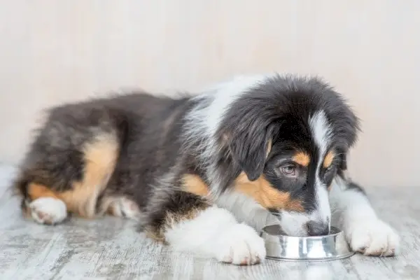 cão pastor australiano comendo, tigela de aço