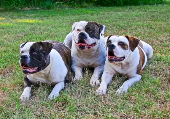 trys amerikiečių buldogai ant žolės