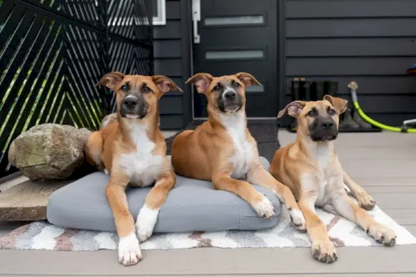 trumpaplaukiai Black Mouth Cur šuniukai