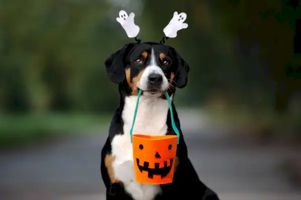 Hond klaar voor Halloween