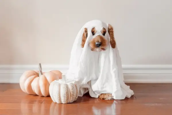 hond in een spookkostuum