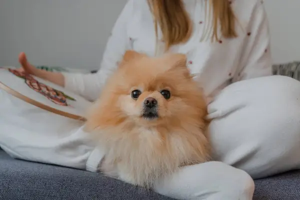 Young woman doing embroidery work with Pomeranian in her lap.