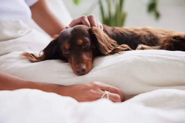 Close-up of Dachshund — one of the most affectionate small dog breed —lying on his owner