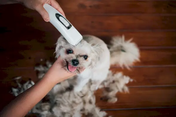 een hond verzorgen met een witte tondeuse
