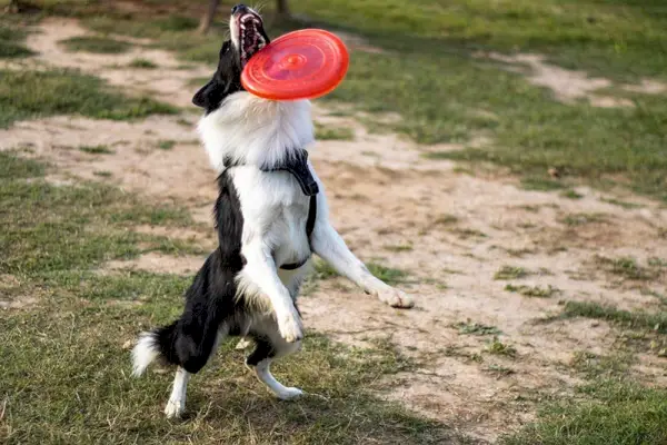 borderkolis šuo žaidžia su frisbiu