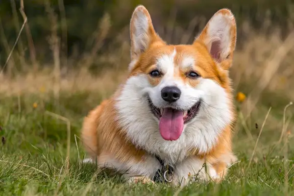 hymyilevä pembroke welsh corgi koira makaa nurmikolla