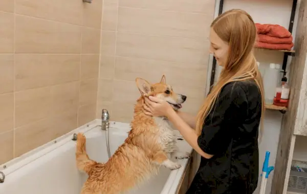 groomer hierova corgi