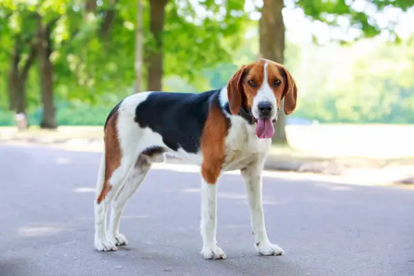 Amerikaanse Foxhound-hond die zich op weg bij het park bevindt