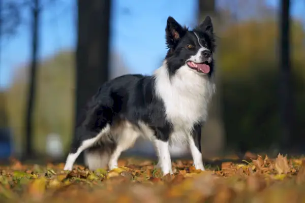 Schattige zwart-witte Border Collie-hond die buiten poseert en op gevallen esdoornbladeren staat in de herfst