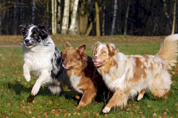 honden die buiten rennen