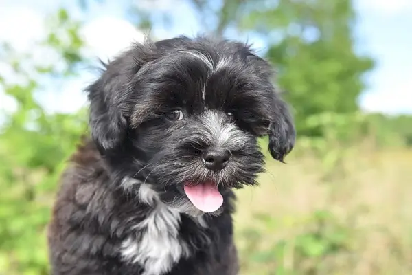 Fekete Havanese