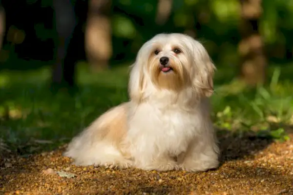 boldog krém havanese kutya