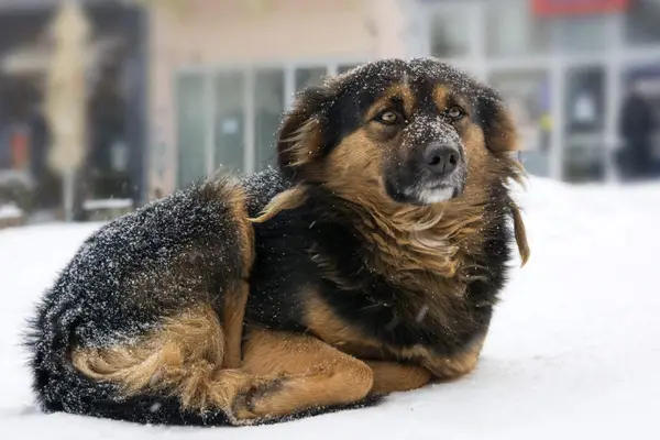 Mix breed dog freezing on the street while snowing.