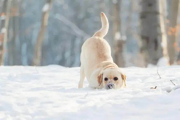 Labrador dog playing in the snow.