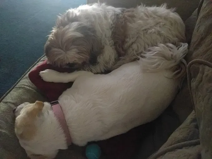 dogtime-ifetch-product-review-5' title=