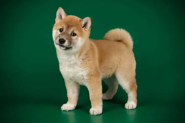 Young Shiba Inu against a green background.