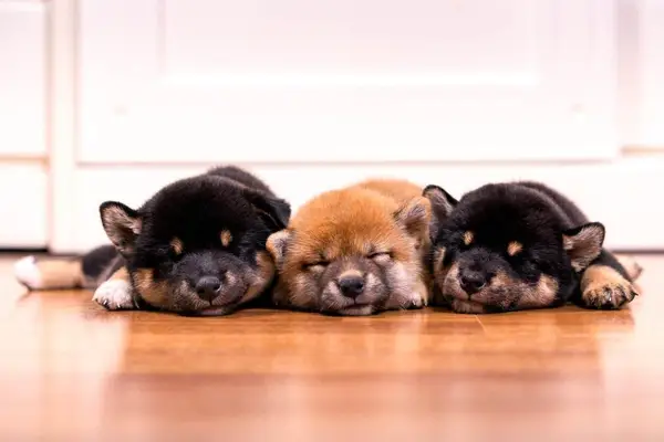 Three Shiba Inu puppies sleeping.