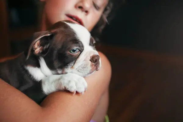 Girl hugging Boston Terrier.