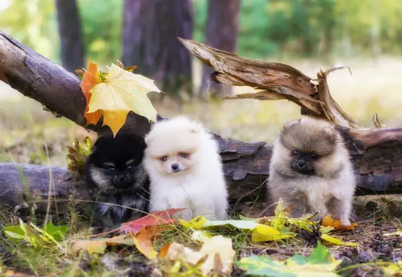Pomeranian puppies in forest