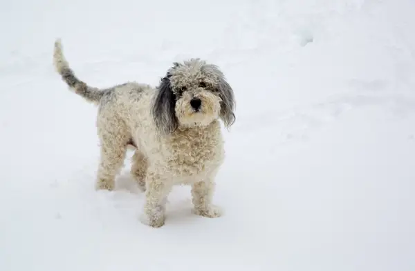 Aussiedoodle dog standing in deep snow.