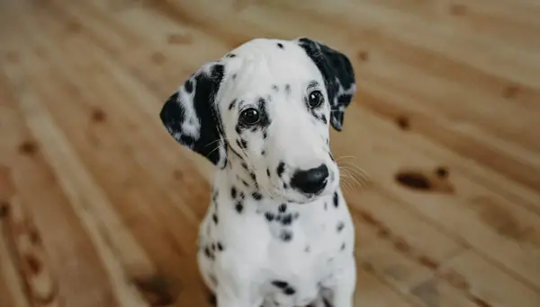 Dalmatian puppy at home.