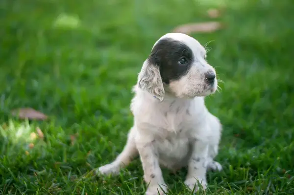Long-haired Dalmatian puppy outdoors.