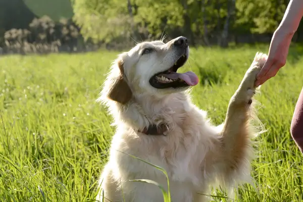 A Golden Retriever Velcro dog outdoors.