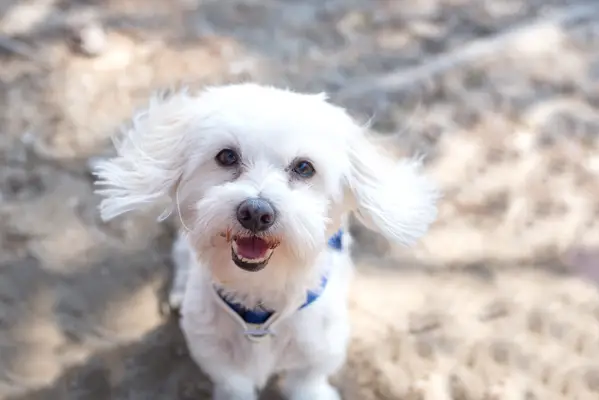 A cute Maltese puppy posing for the camera.