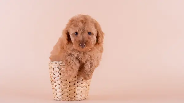Cute Teacup Poodle on a beige background.