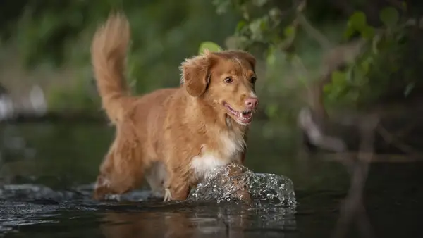 A Nova Scotia Duck Tolling Retriever wades through the water.
