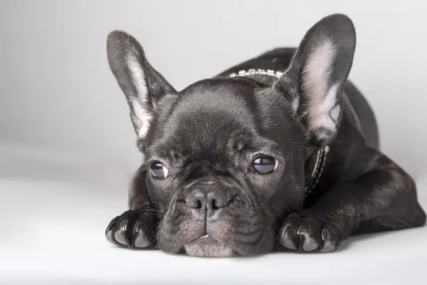 Black French Bulldog on a white background.