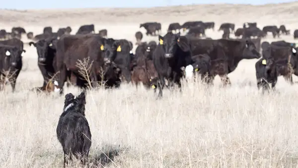 border collie watching cattle