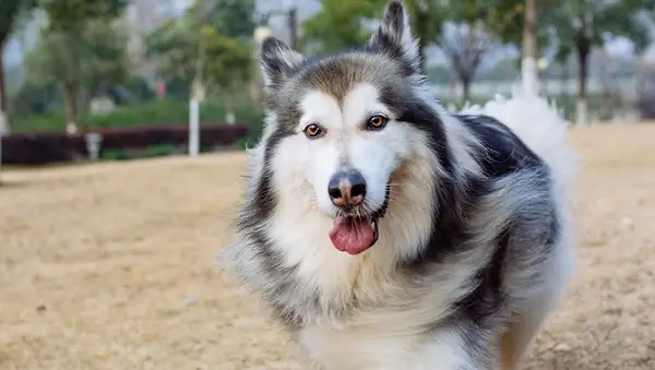 Alaskan malamute