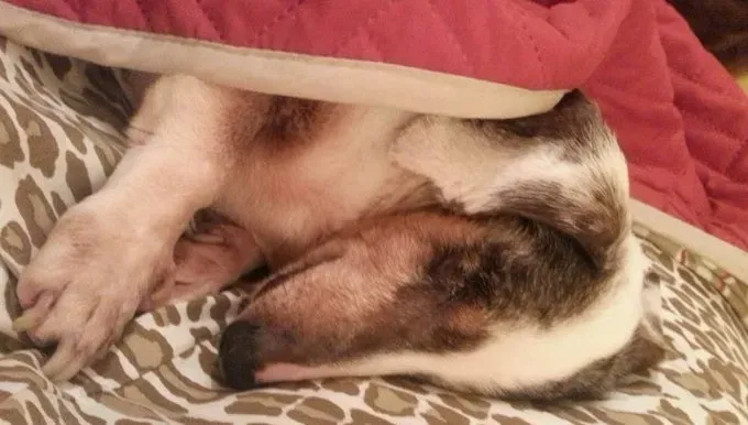 5 ihmistä, jotka adoptoivat vähemmän adoptoitavia koiria eivätkä koskaan katuneet sitä