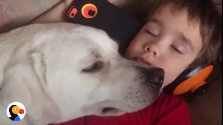 A kutya megváltoztatja egy autista fiú életét [VIDEO]